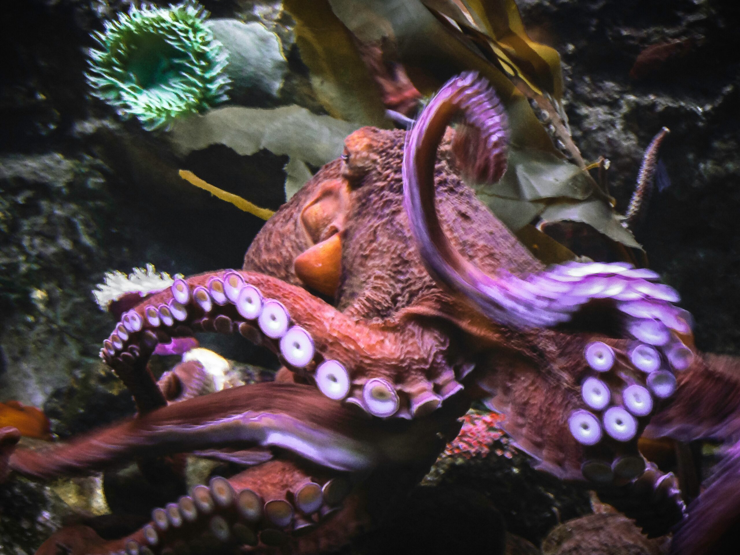 Qu&rsquo;est-ce que l&rsquo;Octopus Formation et comment peut-elle booster votre carrière ?