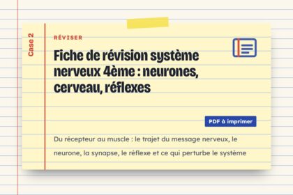 Fiche de révision système nerveux 4ème : neurones, cerveau, réflexes